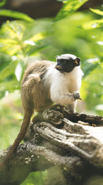 Close-up of monkey