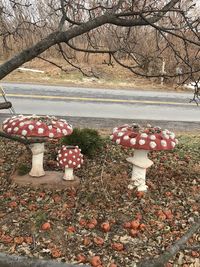 View of mushrooms growing on field