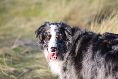 Portrait of dog sticking out tongue on field