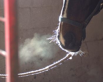 Close-up of horse