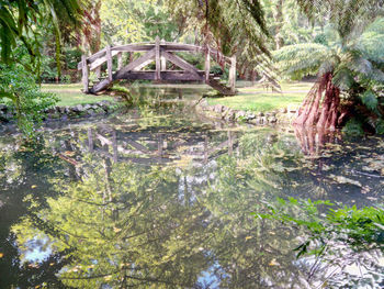 Reflection of palm trees in water