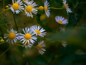 Close-up of white daisy flowers