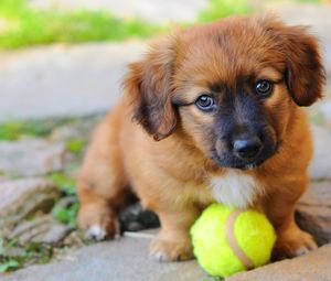 Close-up of a cute puppy