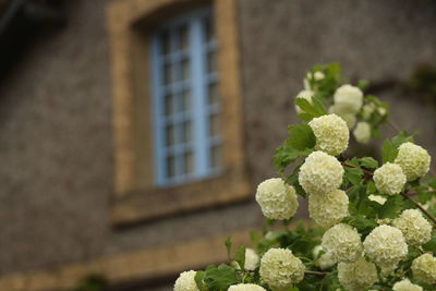 Close-up of plant growing outdoors