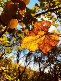 Low angle view of maple leaves against sky