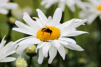 Close-up of insect on flower