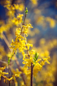 Close-up of yellow flowers on plant