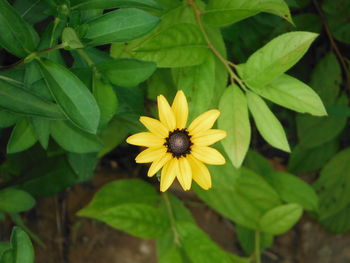 Close-up of yellow flower blooming outdoors