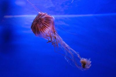 Close-up of jellyfish swimming in sea