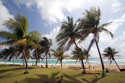 Palm trees on beach against sky