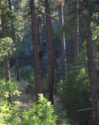 Trees in forest