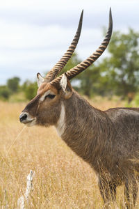 Close-up of giraffe standing on field