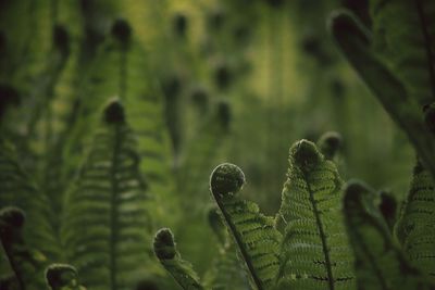 Close-up of plant