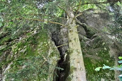 Trees growing in forest