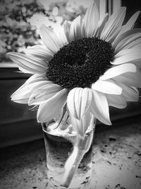 Close-up of flower blooming outdoors