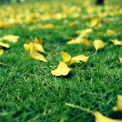 Close-up of mushroom on field