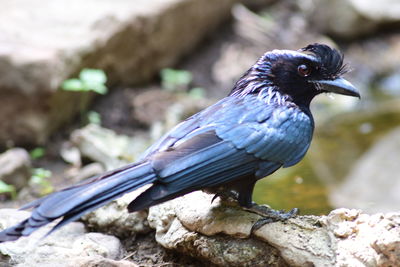 Close-up of bird perching on branch