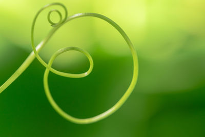 Close-up of vine tendril