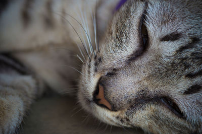 Close-up of cat sleeping