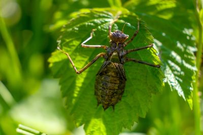 Close-up of spider on plant