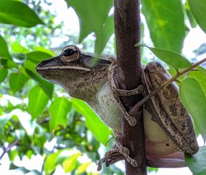 Close-up of a lizard on tree