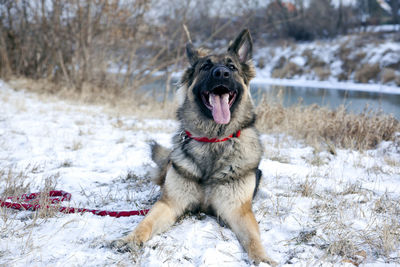 German shepherd in the outdoor, winter time the portrait of the german shepherd in the winter time	
