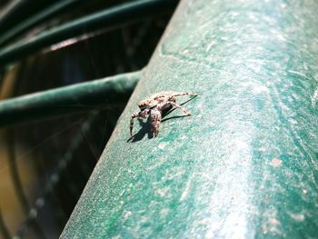 High angle view of fly on metal