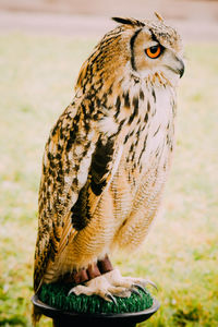 Close-up of eurasian eagle owl perching outdoors