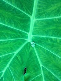 Extreme close up of green leaf