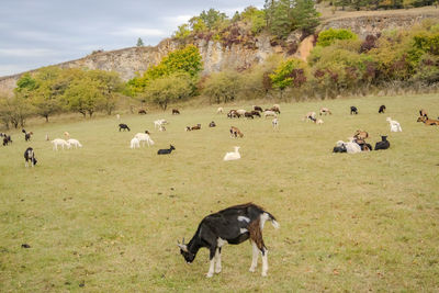 Flock of sheep on field