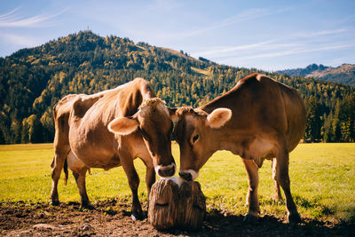 Cows standing in a field