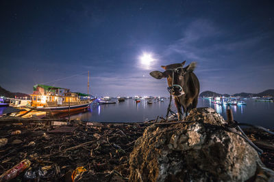 Long exposure view of a cow in an indonesian harbor, labuan bajo, nusa tenggara, indonesia