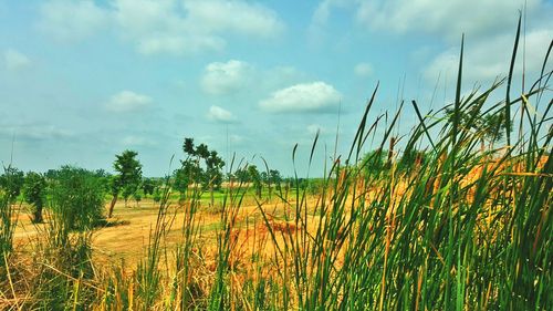 Scenic view of field against sky