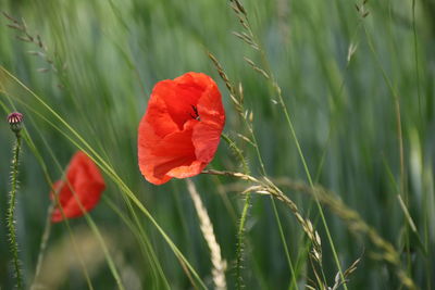 Close-up of red poppy flower on field