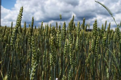 Close-up of stalks in field against cloudy sky