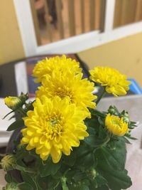 Close-up of yellow flowers blooming outdoors