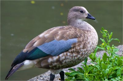 Close-up of bird perching on a lake