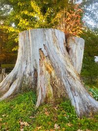 Close-up of tree stump in forest