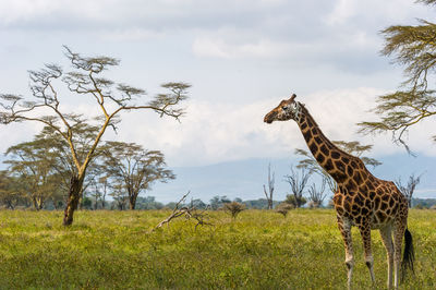 Giraffe by tree against sky