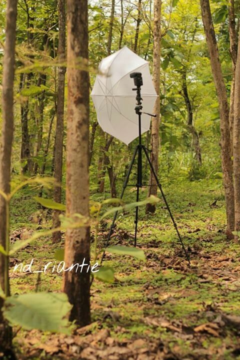 tree, forest, tree trunk, nature, growth, white color, tranquility, beauty in nature, day, woodland, outdoors, no people, field, plant, tranquil scene, non-urban scene, sunlight, animal themes, park - man made space, flower