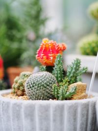 Close-up of succulent plant on table