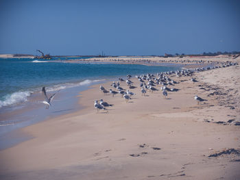 Seagulls on beach