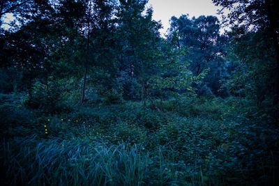 Trees in forest
