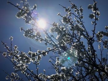 Low angle view of flowers on tree against sky