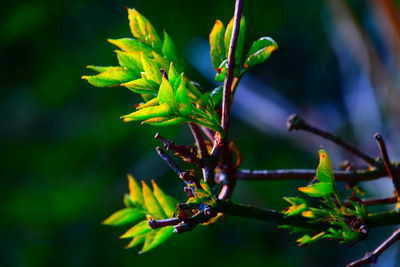 Close-up of green leaves on plant