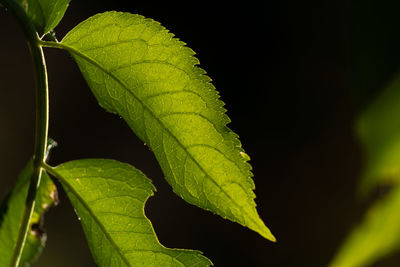 Close-up of green leaves