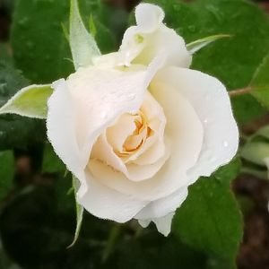 Close-up of white rose