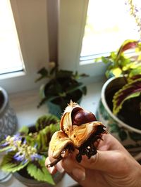 Close-up of hand holding leaf at home