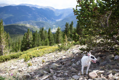 Dog on a mountain