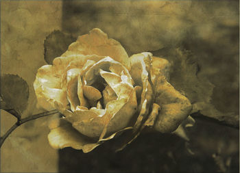 Close-up of flowers against blurred background